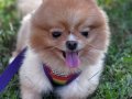 Pomeranian Yeni Yuva