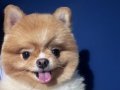 Pomeranian Yeni Yuva