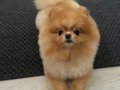Pomeranian Yeni Yuva