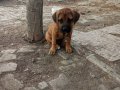 Nadir Cane Corso Safkan