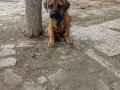 Nadir Cane Corso Safkan