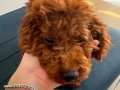TOY POODLE LEO/EĞİTİMLİ AŞILARI TAM