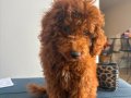 TOY POODLE LEO/EĞİTİMLİ AŞILARI TAM