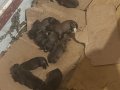 Yavru zeki kucuk malinoisler