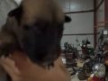 Yavru zeki kucuk malinoisler