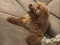 Toy poodle 