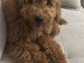 Toy poodle 