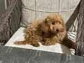 Sahibinden sevecen toy poodle