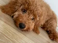 Sahibinden sevecen toy poodle