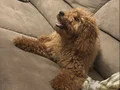 Sahibinden sevecen toy poodle