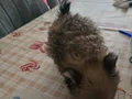 Ukrayna anneden 1 aylık erkek pomerian yavru