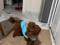 1 yaşında eğitime gidip geldi erkek kısır tüm aşıları tam