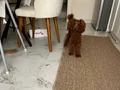 1 yaşında eğitime gidip geldi erkek kısır tüm aşıları tam