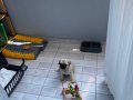 2 aylık erkek Pug