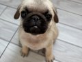 Pug 2 aylık 
