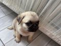 Pug 2 aylık 