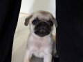 Pug 2 aylık 