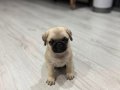 Pug 2 aylık 