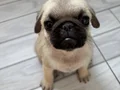 Sevimli Pug