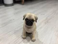 Sevimli Pug