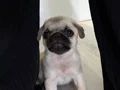 Sevimli Pug