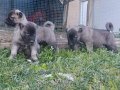 Gerçek orijinal saf kangal yavruları