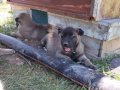Gerçek orijinal saf kangal yavruları