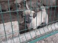 Gerçek orijinal saf kangal yavruları