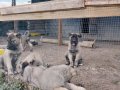 Gerçek orijinal saf kangal yavruları