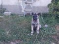 Gerçek orijinal saf kangal yavruları