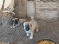 Gerçek orijinal saf kangal yavruları