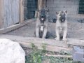 Gerçek orijinal saf kangal yavruları