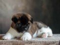 american akita uni sevimli pupy