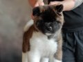 american akita uni sevimli pupy