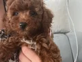 Dişi toy poodle 