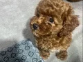 Dişi toy poodle 