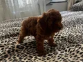 Dişi toy poodle 