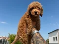 ACİL 3 AYLIK ERKEK TOY POODLE 