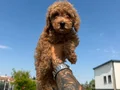 ACİL 3 AYLIK ERKEK TOY POODLE 