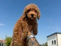 ACİL 3 AYLIK ERKEK TOY POODLE 