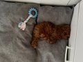 toy poodle 2 aylık