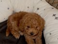 toy poodle 2 aylık