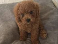 toy poodle 2 aylık