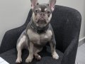 Dişi French Bulldog