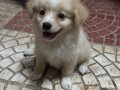 Pomerian 
