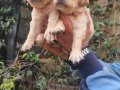 Golden retriver  yavruşarım sağlık ve ırk garantilidir