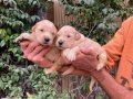 Golden retriver  yavruşarım sağlık ve ırk garantilidir