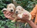 Golden retriver  yavruşarım sağlık ve ırk garantilidir