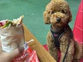 Cana yakın Poodle 