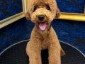 Cana yakın Poodle 